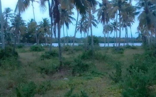 1.4 acre lake front Coconut Land for sale Kadinamkulam near Technopark