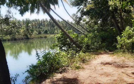 50 cent Lake front land for sale near Technocity, Murukkumpuzha