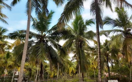 2 acre Coconut land for sale near Kaniyapuram, Trivandrum
