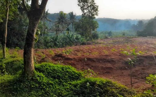49 cent residential land for sale in Konchira, Vembayam