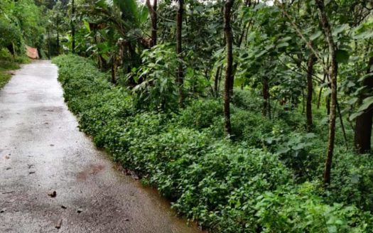 1 acre Rubber plantation for sale near Vengode, Trivandrum