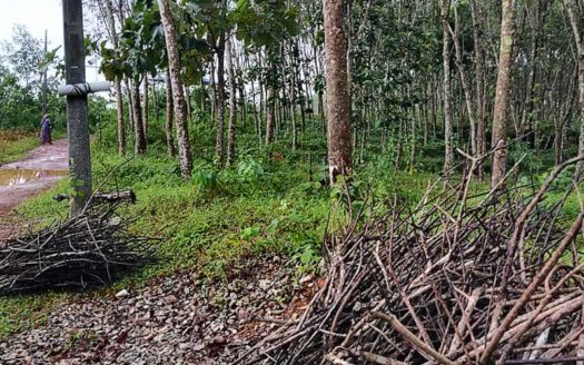 2 acre Rubber plantation for sale at Vengode, Pothencode