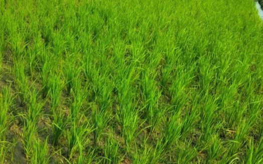 29 cent Paddy field for sale Punchakkari, Karumam, Trivandrum