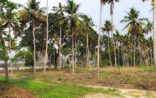 2.5 acre Lake front land for sale near Technocity, Murukkumpuzha
