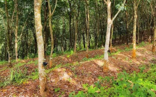 2 acre Rubber plantation for sale in Kilimanoor, Trivandrum