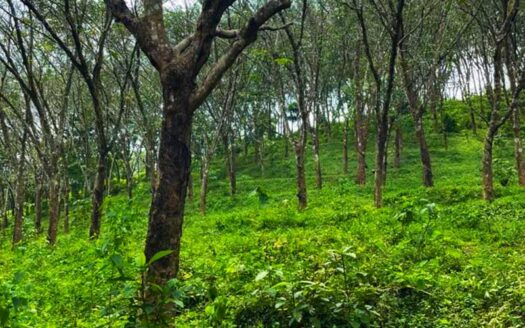 5 acre Rubber Plantation land for sale in Anchal, Kollam