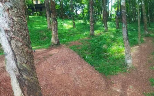 16 cent Residential land for sale in Vellanad, Nedumangad